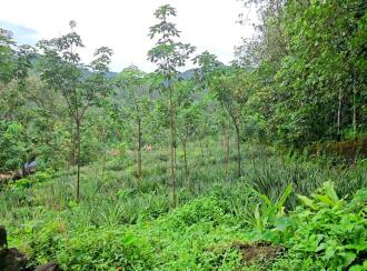 Agricultural Land for Sale in Pathanamthitta, Ranni, Athikkayam, Athikkayam