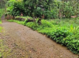 Agricultural Land for Sale in Pathanamthitta, Ranni, Athikkayam, Athikkayam