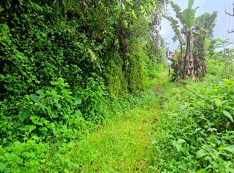 Agricultural Land for Sale in Pathanamthitta, Ranni, Athikkayam, Athikkayam