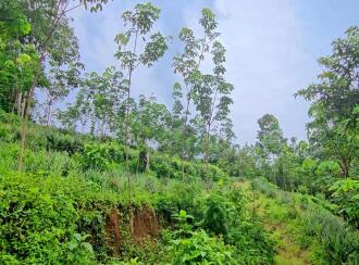 Agricultural Land for Sale in Pathanamthitta, Ranni, Athikkayam, Athikkayam