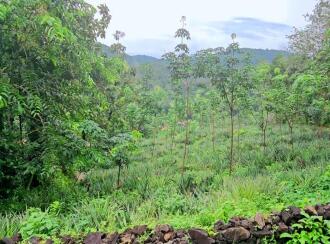 Agricultural Land for Sale in Pathanamthitta, Ranni, Athikkayam, Athikkayam