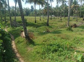 Agricultural Land for Sale in Thrissur, Chavakkad, Elavally, Karshaka road