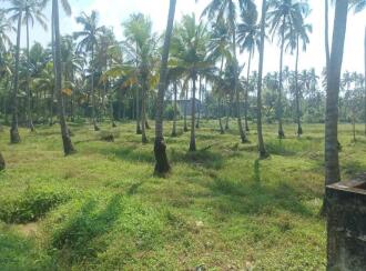 Agricultural Land for Sale in Thrissur, Chavakkad, Elavally, Karshaka road