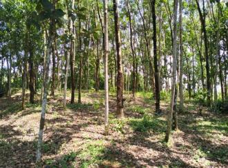 Residential Land for Sale in Kollam, Kottarakkara, Ampalathumkala, St. George Central School