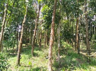 Residential Land for Sale in Kollam, Kottarakkara, Ampalathumkala, St. George Central School