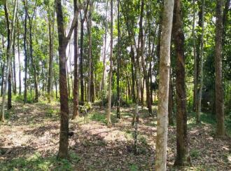 Residential Land for Sale in Kollam, Kottarakkara, Ampalathumkala, St. George Central School