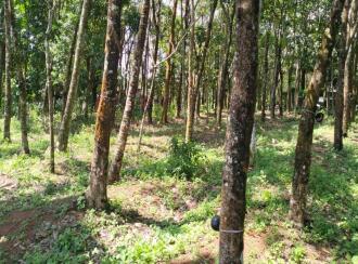 Residential Land for Sale in Kollam, Kottarakkara, Ampalathumkala, St. George Central School