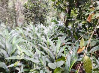 Agricultural Land for Sale in Idukki, Kattappana, Erattayar, Valiyathovala