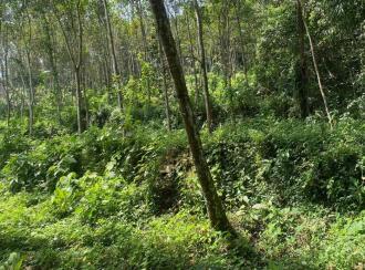 Agricultural Land for Sale in Ernakulam, Muvattupuzha, Marady, NEAR SHOOLAM WATER FALLS