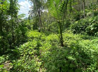 Agricultural Land for Sale in Ernakulam, Muvattupuzha, Marady, NEAR SHOOLAM WATER FALLS