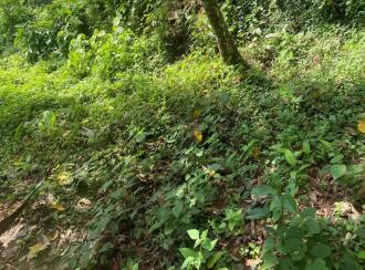 Agricultural Land for Sale in Ernakulam, Muvattupuzha, Marady, NEAR SHOOLAM WATER FALLS