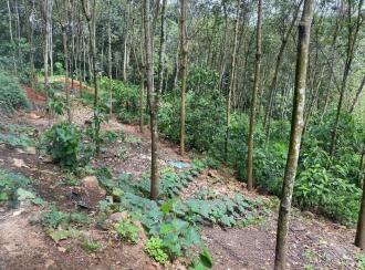 Agricultural Land for Sale in Ernakulam, Muvattupuzha, Marady, NEAR SHOOLAM WATER FALLS