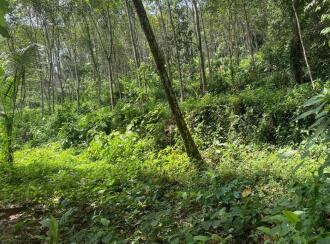 Agricultural Land for Sale in Ernakulam, Muvattupuzha, Marady, NEAR SHOOLAM WATER FALLS