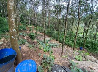 Agricultural Land for Sale in Ernakulam, Muvattupuzha, Marady, NEAR SHOOLAM WATER FALLS