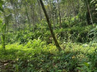 Agricultural Land for Sale in Ernakulam, Muvattupuzha, Marady, NEAR SHOOLAM WATER FALLS