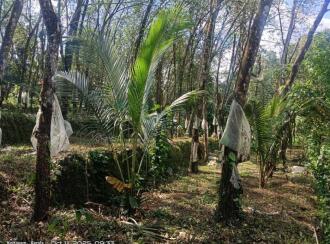 Residential Land for Sale in Kottayam, Kottayam town, Athirampuzha, https://maps.app.goo.gl/jGmMR4Ne5vDcnWXg6