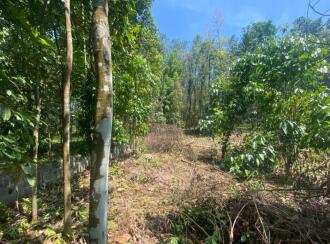 Residential Land for Sale in Ernakulam, Perumbavoor, Kodanad, Koranganchal