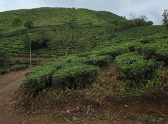 Commercial Land for SaleIdukki, Vagamon, Vagamon