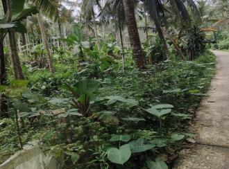 Agricultural Land for Sale in Trivandrum, Nedumangad, Vithura, Perethupara, Vithura p.o