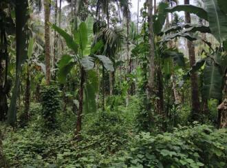 Agricultural Land for Sale in Trivandrum, Nedumangad, Vithura, Perethupara, Vithura p.o