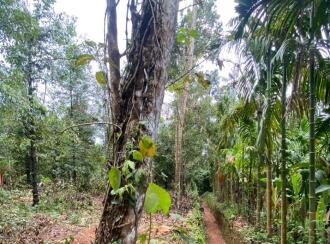 Residential House Villa for Sale in Ernakulam, Muvattupuzha, Muvattupuzha town, Avoly