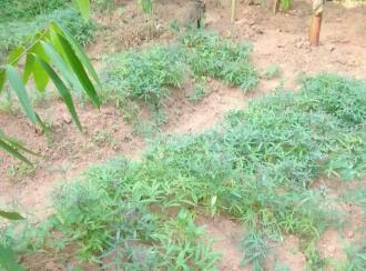 Residential House Villa for Sale in Palakkad, Mannarkkad, Mannarkad, Kulikkiliyad