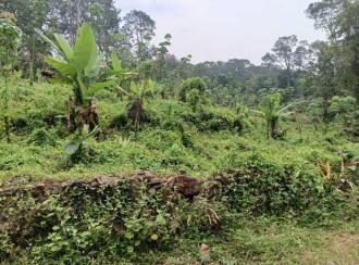 Agricultural Land for SaleKottayam, Kanjirapally, Karikkattoor