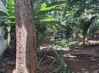 Residential Land for Sale in Palakkad, Shoranur, Arani, Institute for Communicative and Cognitive Neuro Science