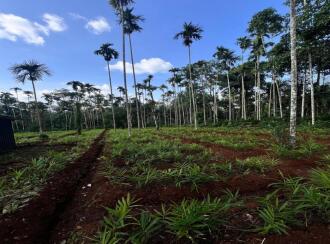 Commercial Land for Sale in Wayanad, Sulthan bathery, Krishnagiri, Near to NH 212, Pathiripalam