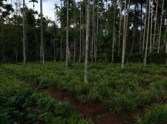 Commercial Land for Sale in Wayanad, Sulthan bathery, Krishnagiri, Near to NH 212, Pathiripalam