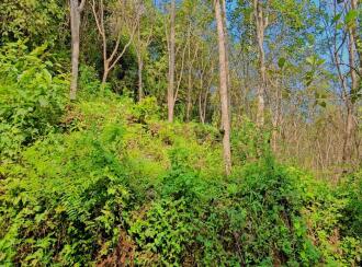 Residential Land for Sale in Kasargod, Kanhangad, Thayannur