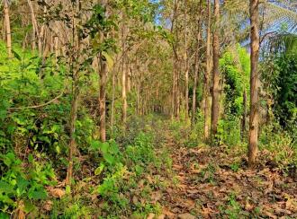 Residential Land for Sale in Kasargod, Kanhangad, Thayannur