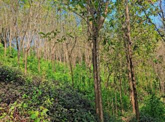 Residential Land for Sale in Kasargod, Kanhangad, Thayannur