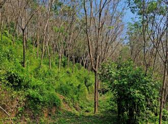 Residential Land for Sale in Kasargod, Kanhangad, Thayannur