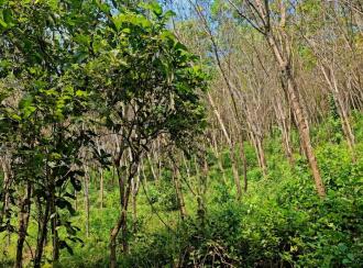 Residential Land for Sale in Kasargod, Kanhangad, Thayannur