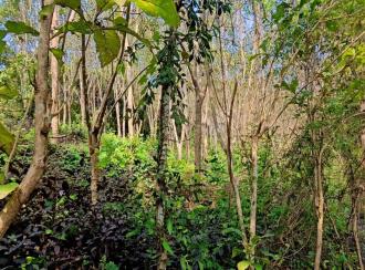 Residential Land for Sale in Kasargod, Kanhangad, Thayannur