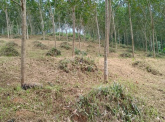 Residential Land for Sale in Ernakulam, Muvattupuzha, Maneed