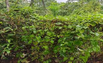 Residential Land for Sale in Thrissur, Mala, Vadama, 500 Meter away from Vadama School, Thrissur