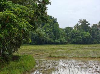 Agricultural Land for Sale in Thrissur, Mala, Vadama, Near Vadama School, thrissur