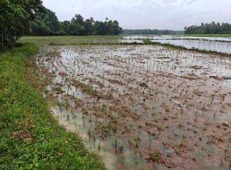 Agricultural Land for Sale in Thrissur, Mala, Vadama, Near Vadama School, thrissur