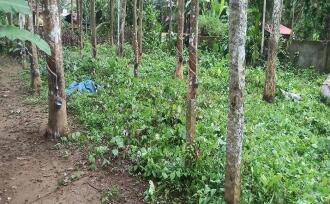 Residential Land for Sale in Alleppey, Chengannur, Ala, Neduvaramcode. Near SN collge & S N Higher secondary school