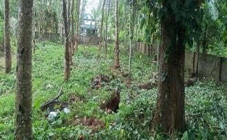Residential Land for Sale in Alleppey, Chengannur, Ala, Neduvaramcode. Near SN collge & S N Higher secondary school