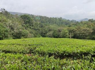 Residential Land for Sale in Idukki, Vagamon, Pulinkatta, Valakode