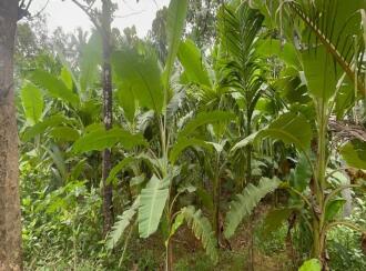 Residential Land for Sale in Thrissur, Mala, Kuzhur, Village office