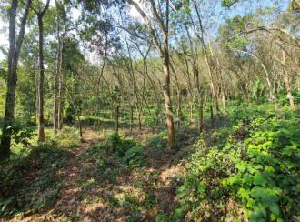 Agricultural Land for Sale in Kottayam, Pampady, Pampady, Meenadom