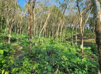 Agricultural Land for Sale in Kottayam, Pampady, Pampady, Meenadom