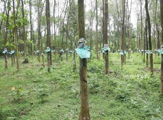 Residential Land for Sale in Thrissur, Chalakudy, Meloor, Near Pushpagiri church