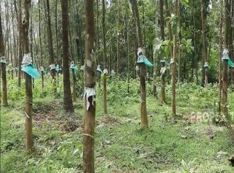 Residential Land for Sale in Thrissur, Chalakudy, Meloor, Near Pushpagiri church