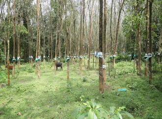 Residential Land for Sale in Thrissur, Chalakudy, Meloor, Near Pushpagiri church