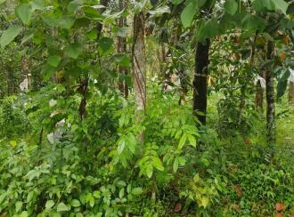 Residential Land for Sale in Kollam, Kottiyam, Thazhuthala, Nallila